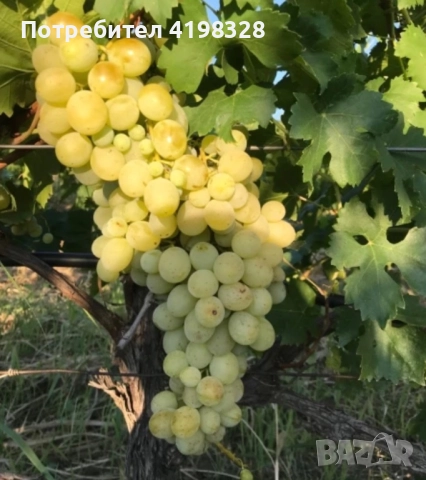 Продавам грозде болгар, снимка 1