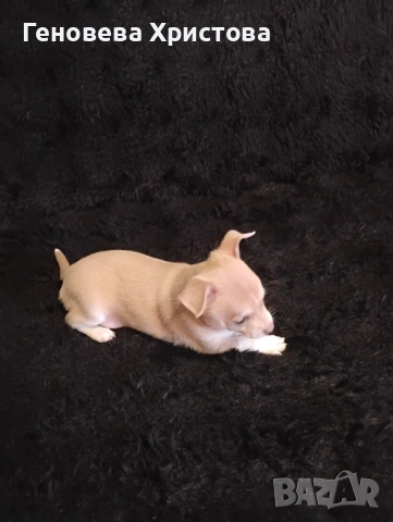  Чистокръвни пинчери!Мъжко и женско!, снимка 6 - Пинчер - 53620606