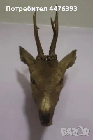 Трофей - Глава на Сръндак