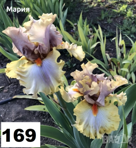 Сортови вискоки ириси /брадати ириси, снимка 12 - Сортови семена и луковици - 46410478