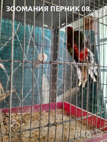 розела , снимка 2 - Папагали - 52329353