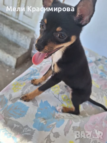 Продавам Мини Пинчер , снимка 1