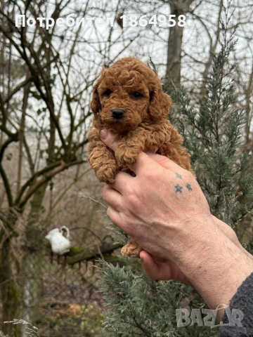 Мини ТОЙ ПУДЕЛ Доставка, снимка 5 - Пудели - 53489334