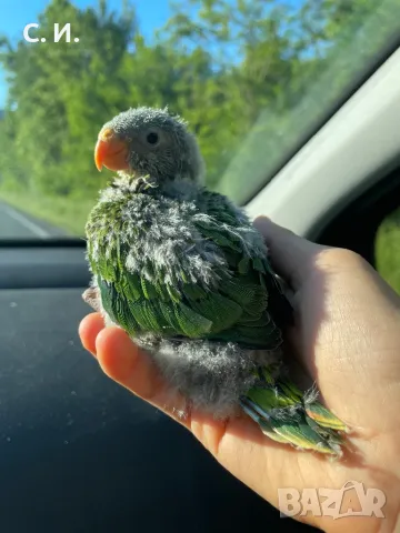 Папагали барабанди - ръчно хранени , снимка 1