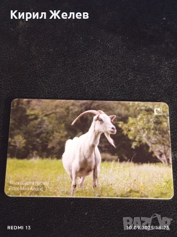 Три фонокарти тема ЖИВОТНИ ЧЕРЕН ЛЕШОЯД, ЩЪРКЕЛИ,КОЗИ за КОЛЕКЦИЯ 21890, снимка 6 - Колекции - 51669802