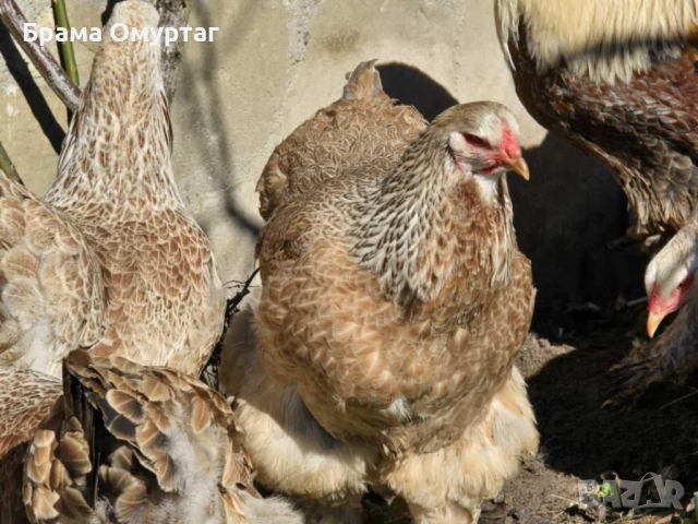 Продавам разплодни яйца от Сьомгова брама [Salmon Brahma], снимка 6 - Кокошки и пуйки - 53810719