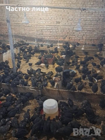 Пилета супер харко, снимка 2 - Кокошки и пуйки - 53442340