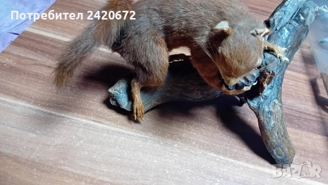 препарирана катерица, снимка 4 - Други ценни предмети - 52966252