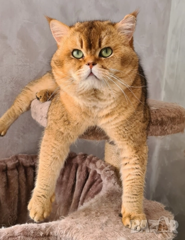 Британско коте, момиче, момче, маркирано, агути, таби, котка, котарак, котенце британче, снимка 12 - Други - 52152579