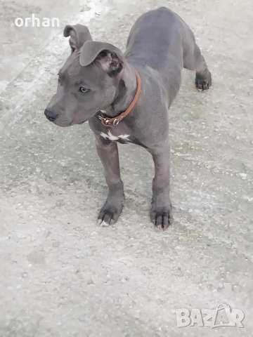 американски стаф