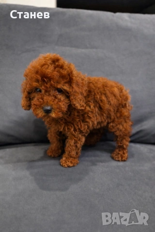 Той Пудел Момче Червен /Toy Red Poodle