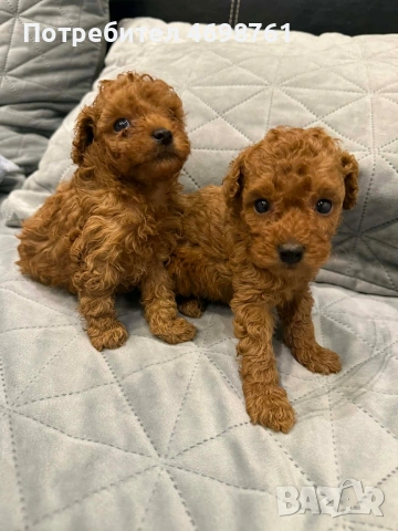 Той пудел//Пудел той, снимка 10 - Пудели - 53564195