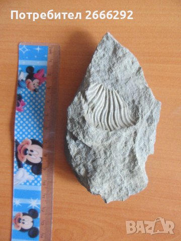 Фосил 3, снимка 3 - Колекции - 42096381