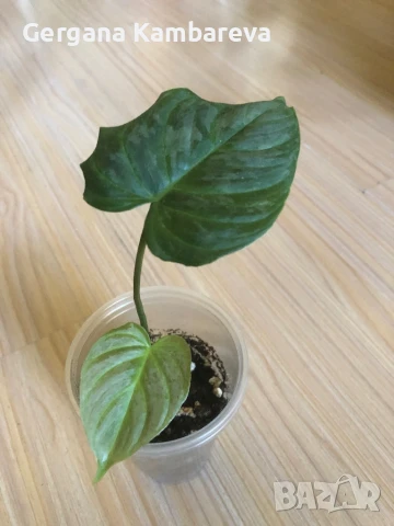 Philodendron Majestic 