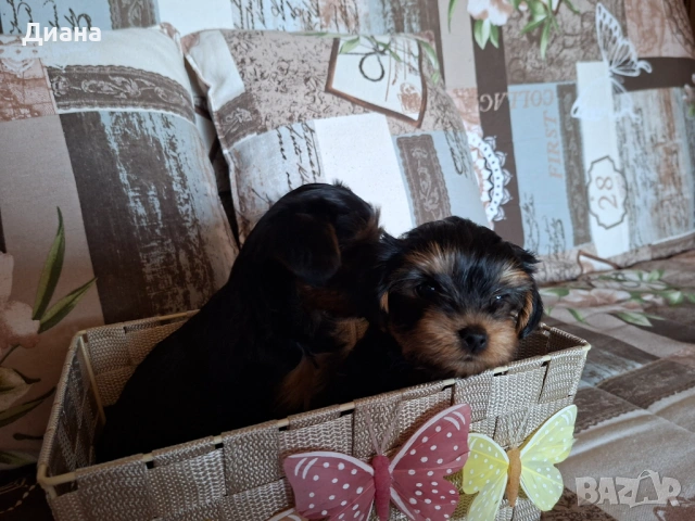 Йоркширски териер, снимка 3 - За кучета - 53807881