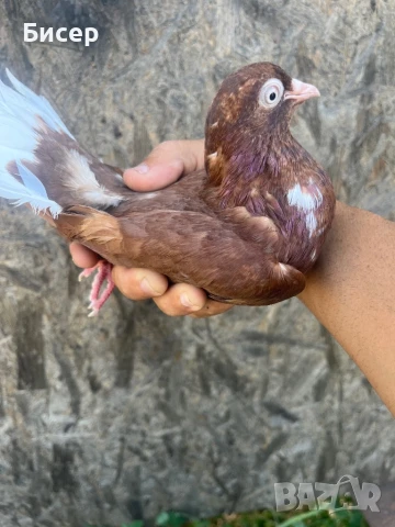 Търговишки гълъби, снимка 8 - Гълъби - 51387757