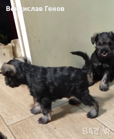 Цверг шнауцер, цвергшнауцер мини шнауцер, снимка 2 - Други - 53054533