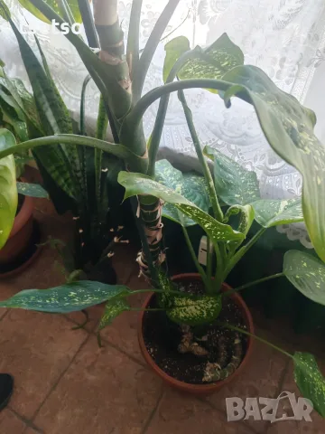 Зряла стайна Дифенбахия (Dieffenbachia) с декоративно стъбло, снимка 3 - Стайни растения - 56122082