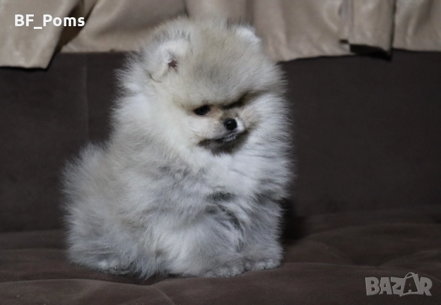 Страхотно момченце померан с родословие FCI