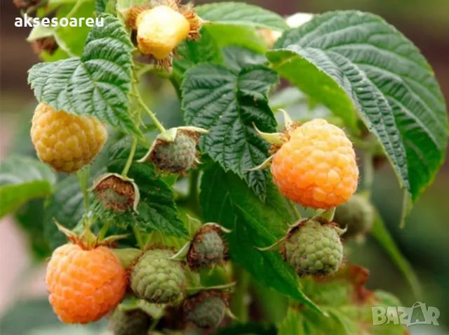 20 Семена от Британска Есенна Златна Малина Златни витаминозни Сладки Малини от Колумбия плодове, снимка 9 - Сортови семена и луковици - 50220808