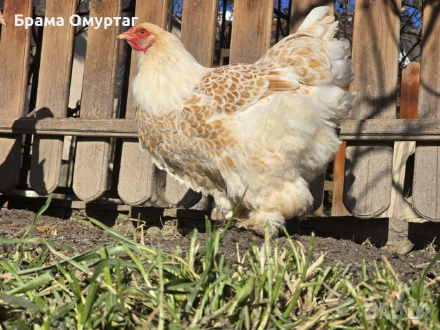 Продавам разплодни яйца от Бяло златна Брама [White gold Brahma], снимка 15 - Кокошки и пуйки - 53811702