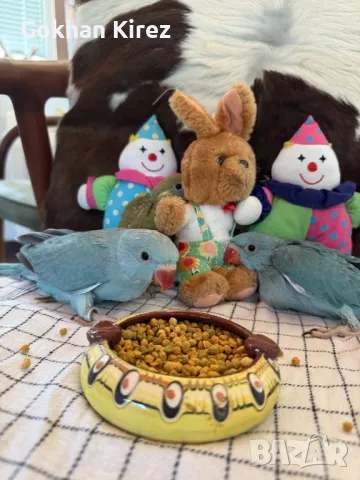 Папагали Малък Александър, снимка 2 - Папагали - 49697096