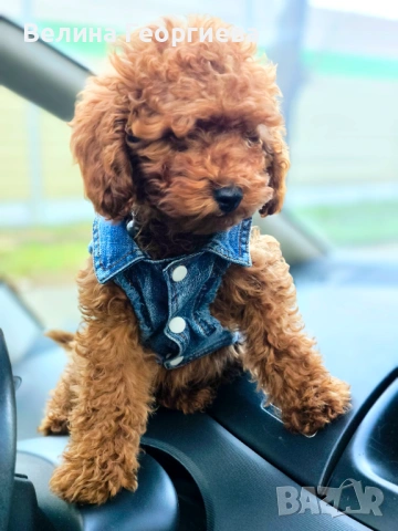 Продавам Той пудел мъжко