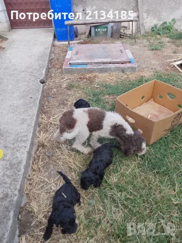 Кученца за трюфели , снимка 5 - Кокер шпаньол - 55836222