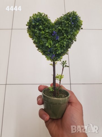 Бонсай , Бонзай 