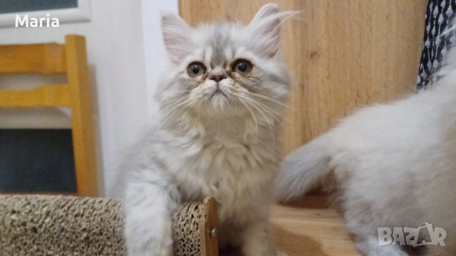 Персийски котета, снимка 4 - Персийска - 47166109