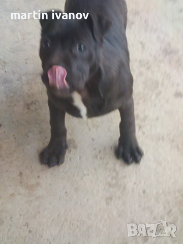 Мъжко питбулче, снимка 6 - Питбул - 53513097