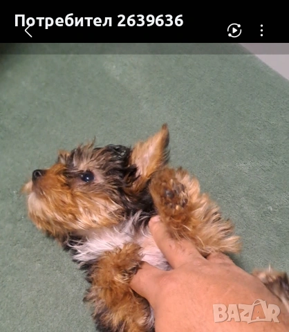 Мини йорки женско 2 месеца, снимка 8 - Йоркширски териер - 53147808