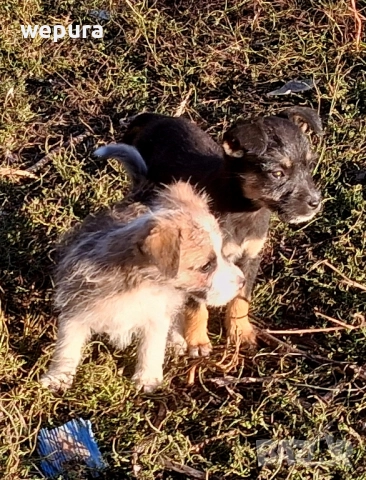  кученца, снимка 2 - Други - 49173771