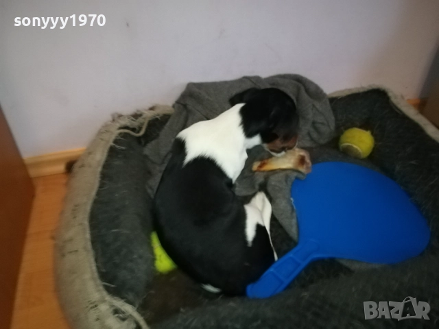 ДЖАК РЪСЕЛ 1011250842, снимка 11 - Джак ръсел териер - 52358129