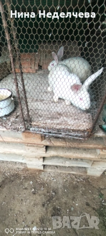 Зайци, снимка 3 - Други животни - 53218738