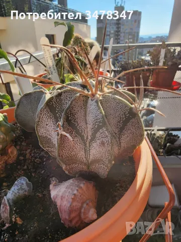 Astrophitum, снимка 2 - Стайни растения - 50244170