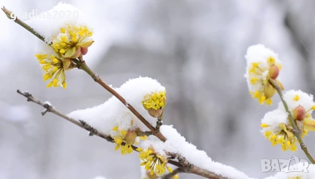 Дрян - Жълт, снимка 5 - Разсади - 51095875