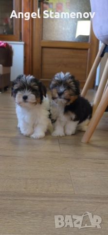 Йорки бивер териер,две момченца!, снимка 7 - Йоркширски териер - 52850201