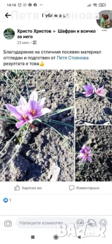 Шафранови луковици, снимка 8 - Домашни продукти - 50898714