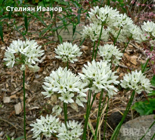 Бяла трителея (Triteleia hyacinthina) – луковички, снимка 1 - Сортови семена и луковици - 47954266