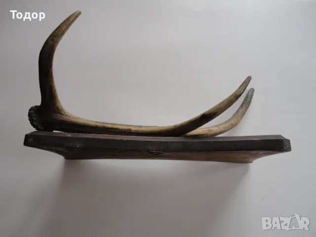 Ловен трофей закачалка еленов рог , снимка 6 - Антикварни и старинни предмети - 50283790