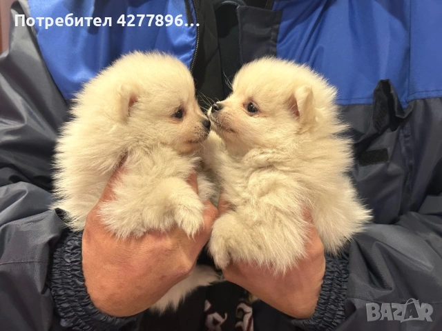 Померанчета , снимка 2 - Померан - 53721660