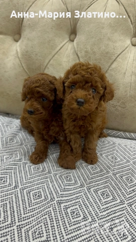 Той пудел момченца и момиченца, снимка 2 - Пудели - 52109767