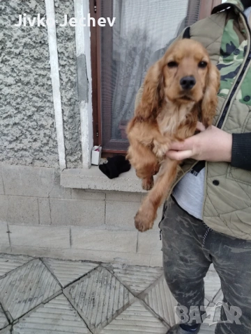 Кокер Шпаньол , снимка 3 - Кокер шпаньол - 53697131