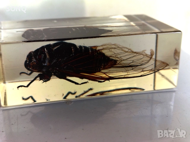 Страхотна Колекция Хербарий От Буболечки,Насекоми, снимка 8 - Колекции - 53137155