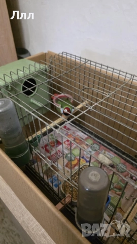 Гулдови Амадини, снимка 3 - Амадини - 52930529