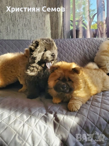 Чистокръвни Чау Чау 