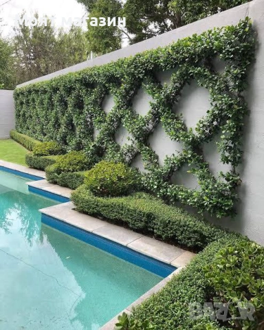 Бръшлян, снимка 6 - Градински цветя и растения - 53645925