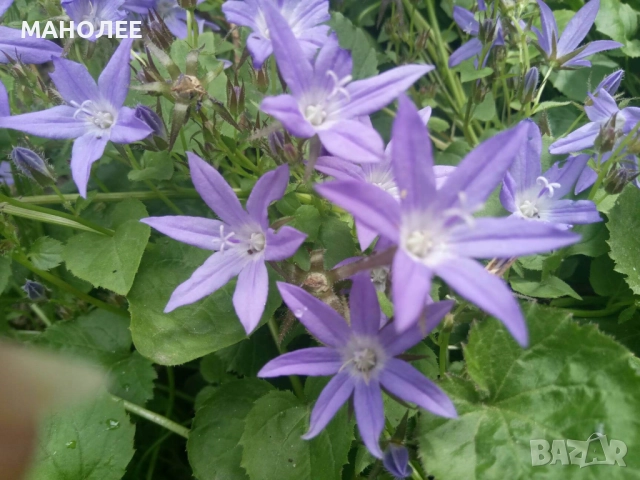 КАМПАНУЛА   НА ПОЖАРСКИ