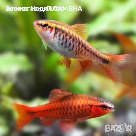 Ново зареждане на видове риби , снимка 3 - Рибки - 53468418